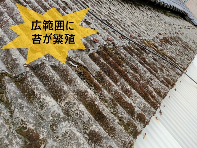 波型スレート　苔が繁殖